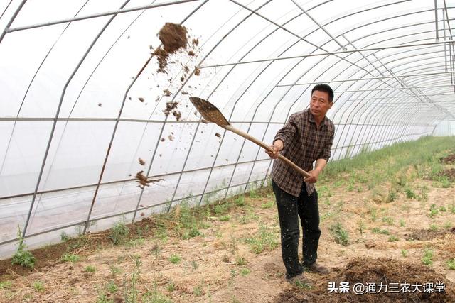 作物生根最快的肥料，扎根快毛细根多，别再相信红糖等生根妙招5