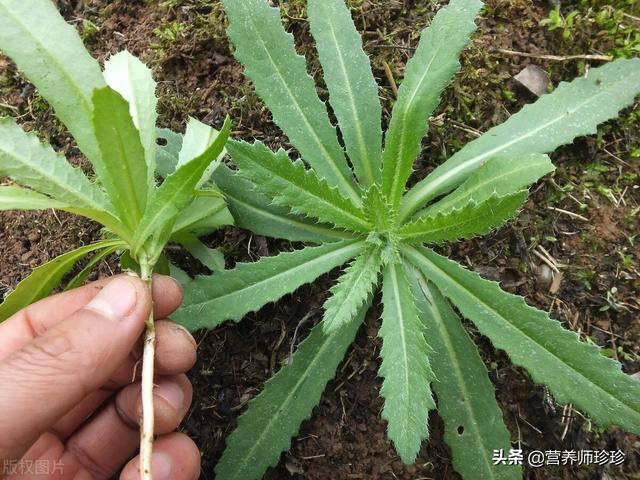 刺儿菜(刺儿菜图片,教你认识不同的野菜和吃法(刺儿菜图片功效和药用)