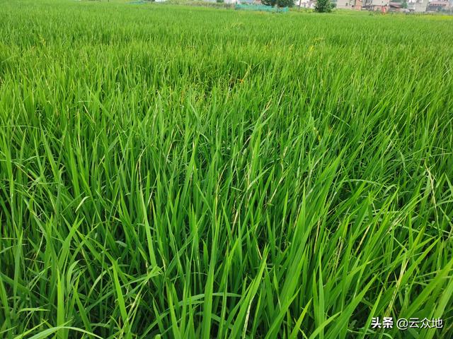 水稻抗性卷叶螟用什么农药防治？多种农药能防治，宜抓准防治时期