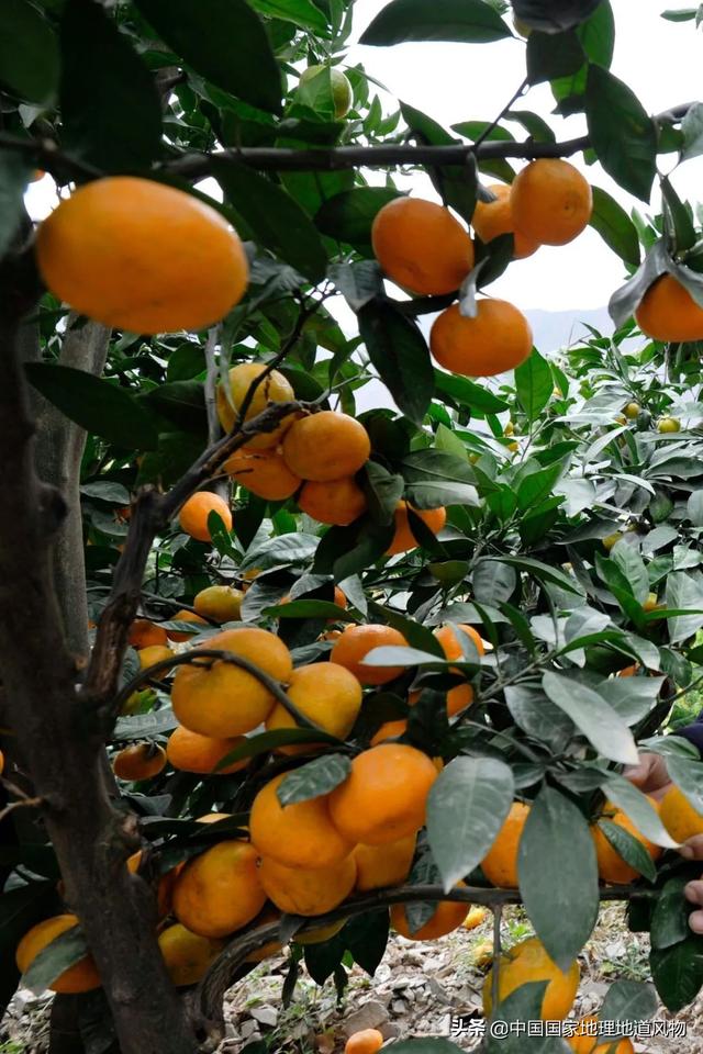 定西洗砂机价格