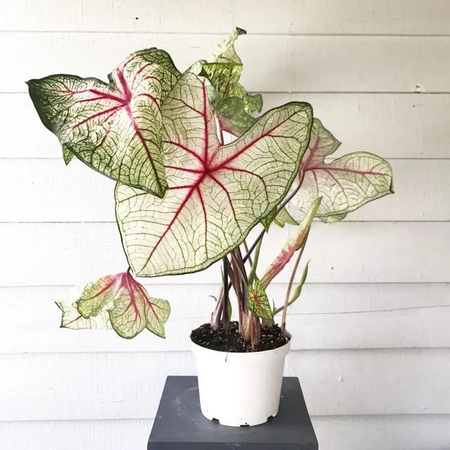 花叶芋 花叶芋（花叶玉蝉） 生活