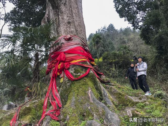 金丝楠木树苗