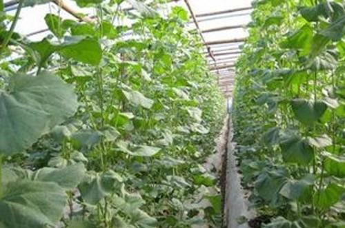 海南哈密瓜种植技术与管理法 哈密瓜怎么种植 哈密瓜的种植方法