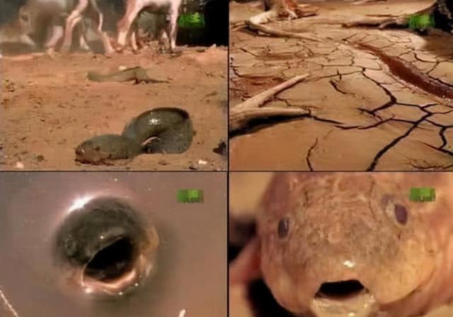 什么动物会夏眠（什么动物不需要阳光）