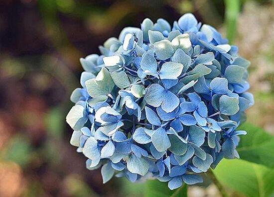 绣球花花语