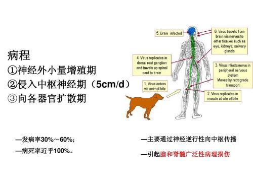 狂犬病病毒