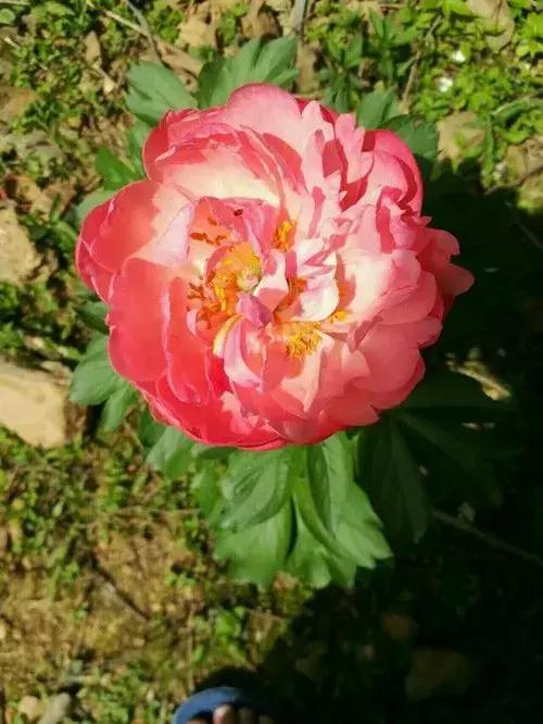 芍药花的养殖方法和注意事项 芍药花的养殖方法和注意事项  芍药花的养殖方法和注意事项水养 生活