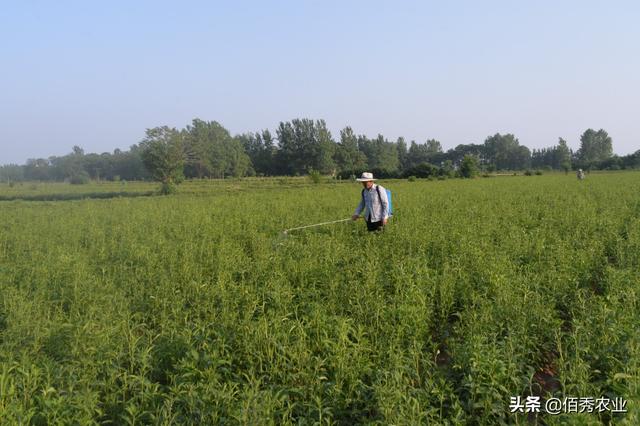 中药材白术抑制花蕾有技巧，分享影响化控效果的5点经验