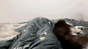 爆笑的动图GIF：在家里做一个男孩子，有时候真的挺不容易