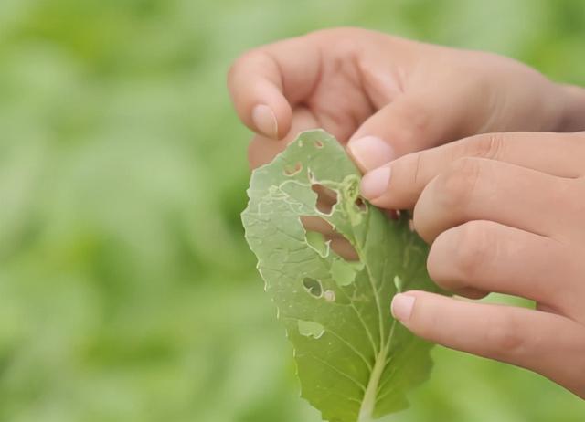 种蔬菜，如何减少病虫害？跟着老农学2招，少打药2