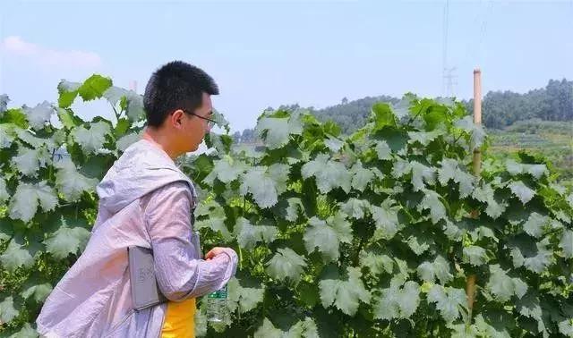 防治蚜虫的特效药，打上就死虫，还可杀飞虱、蓟马、蚧壳虫等害虫2