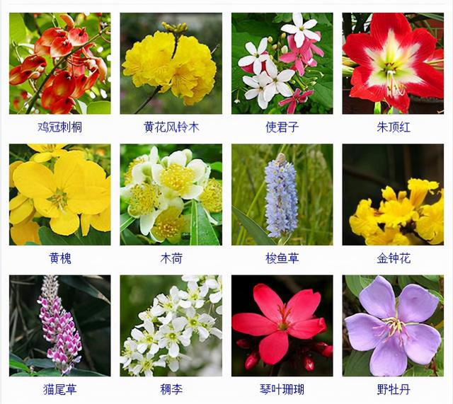 观花植物 观花植物（木本观花植物） 生活