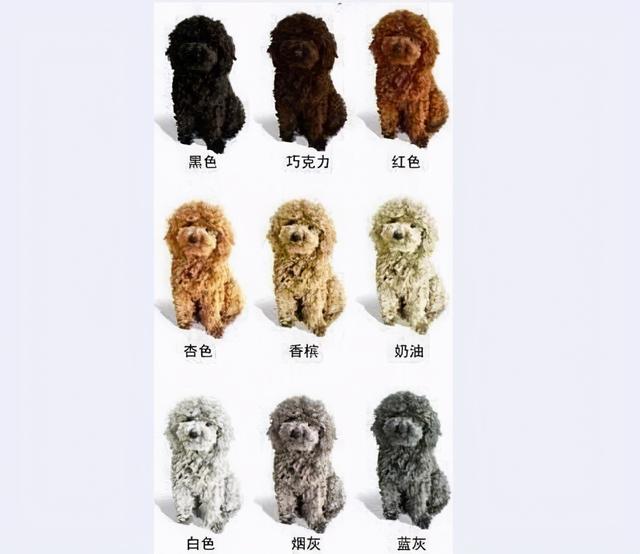 玩具贵宾犬图片标准贵宾犬和玩具贵宾犬