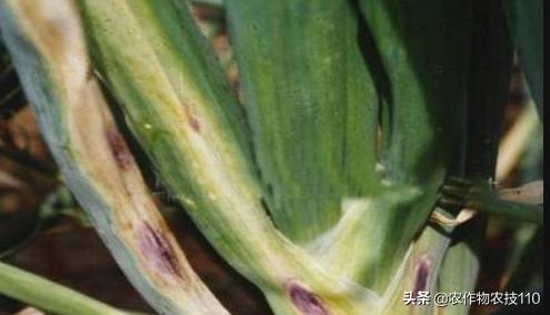 大葱种植病虫害年年加重，如何防治更高效，怎么种植更高产？9