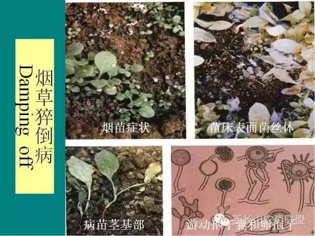 烟草病害及缺素图谱（史上最完全）5