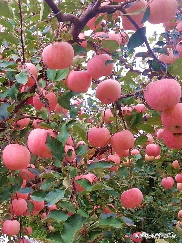 苹果的种类 苹果的种类（苹果的种类有什么） 生活