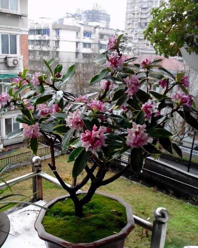 瑞香花