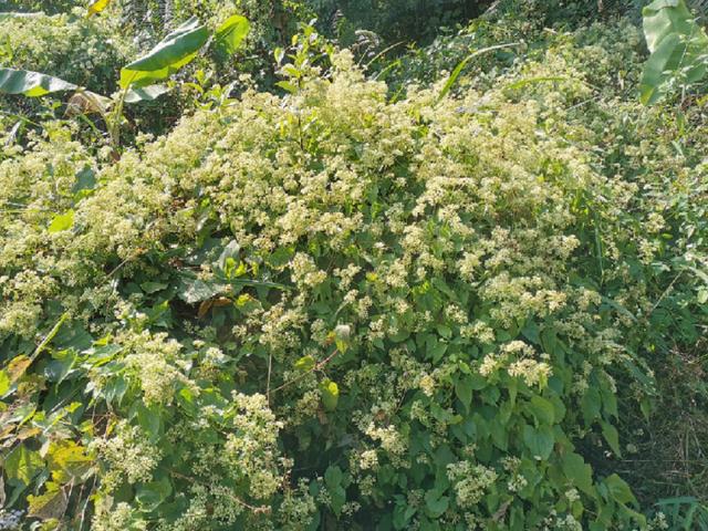 薇甘菊 薇甘菊（薇甘菊危害事件） 生活