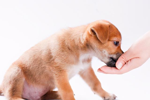 狗护食