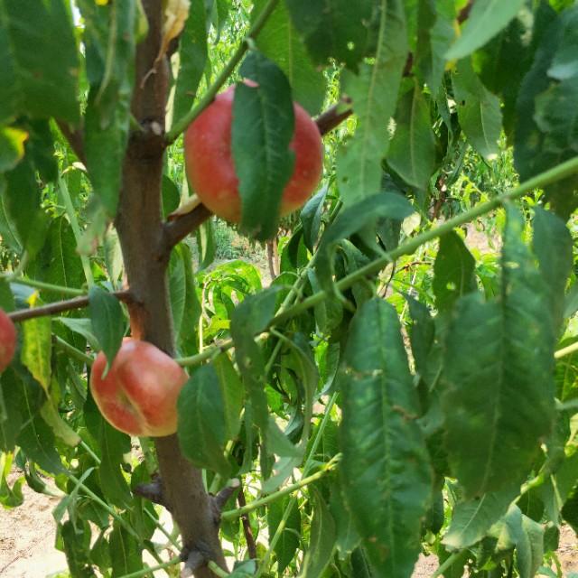 桃树种植管理方法3