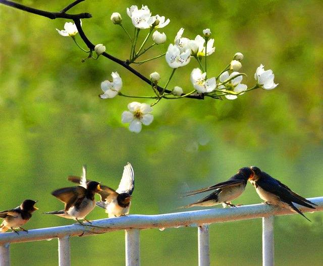 春天到燕子叫迎春花(春归燕是什么意思)_手工miao
