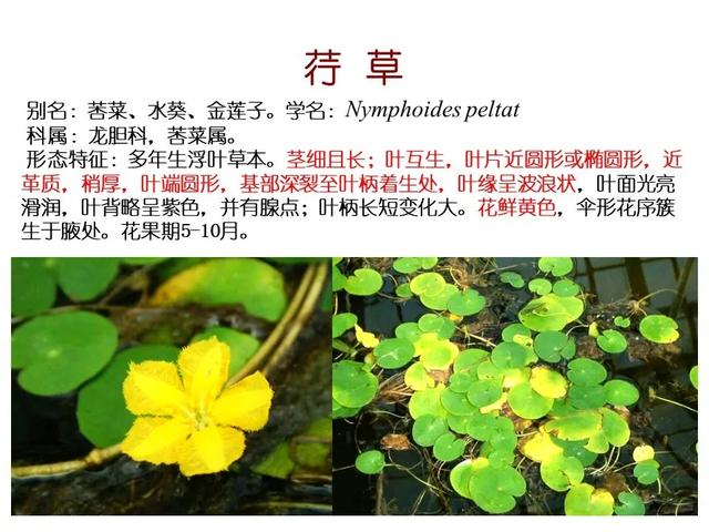 水生植物种类 水生植物种类（水生植物100种） 生活