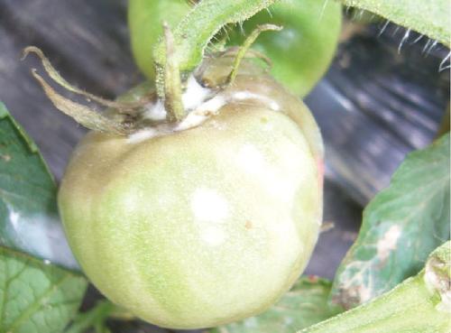 温室番茄病害大全及预防流程（上）12