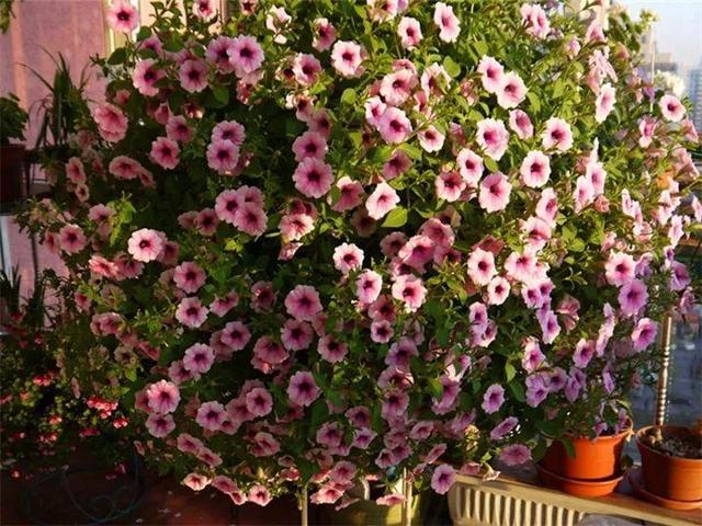 能磨芝麻核桃破碎机