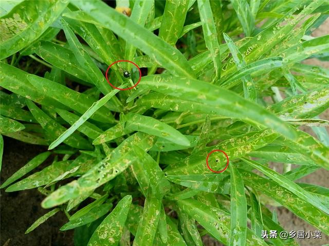 夏秋季节，露天空心菜易遭两种甲虫，叶子破损明显，早发现早防治