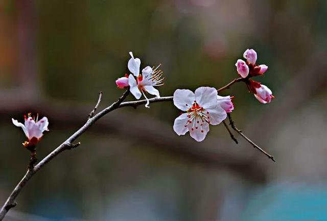 山桃 山桃（山桃核） 生活