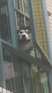 爆笑雷人的动态图gif图 我小时候的梦想就是成为一只蚯蚓 搞笑gif 力太大 艾萌艾扯