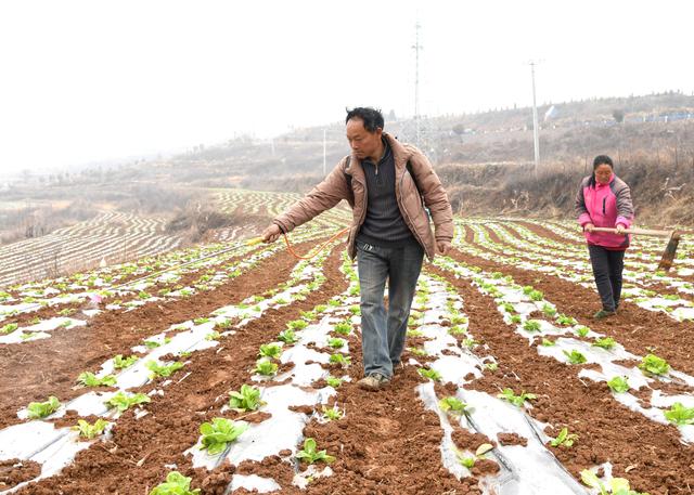 白菜跳甲进入高发季节，危害严重，记住这4个配方，可轻松搞定3