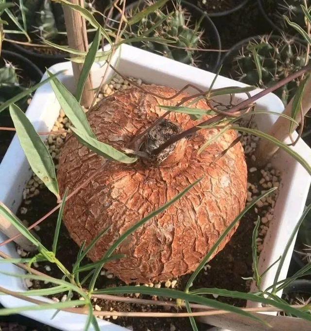 树萝卜 树萝卜（树萝卜下山桩怎么养） 生活