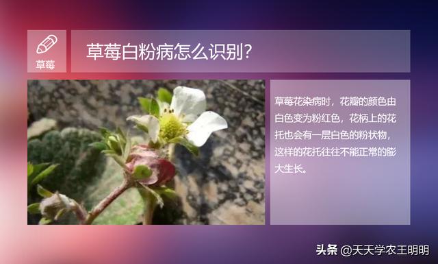 草莓白粉病到底怎么防？怎么治？不对的方法，治不好还伤果4