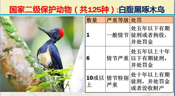 国家二级保护动物有哪些