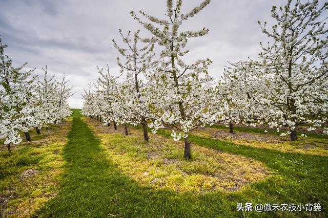 果树开花前和谢花后重点补硼补钙，既能促花促果，又能保花保果2