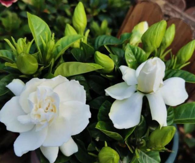 栀子花的养殖方法 栀子花的养殖方法（栀子花的养殖方法和注意事项要怎么养） 生活