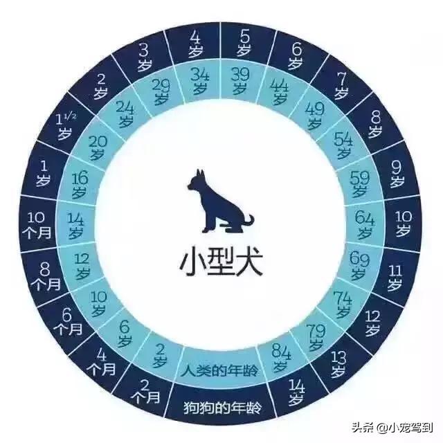 泰迪怎么看年龄