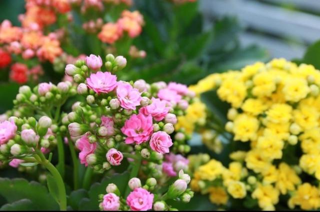 四位百岁老人，他们的长寿之道值得学习