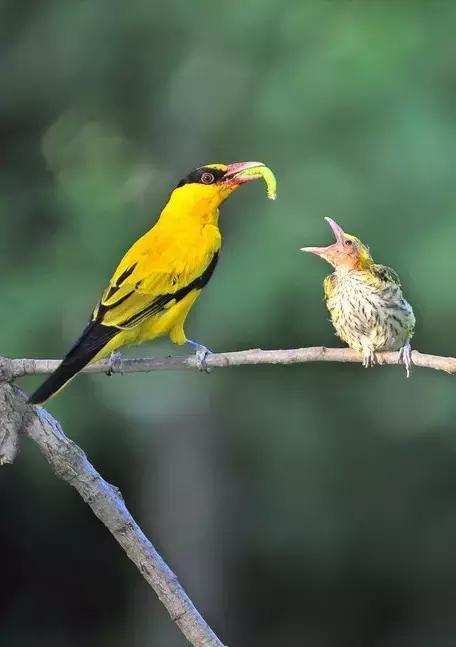 黄鹂鸟雌雄辨别图片图片