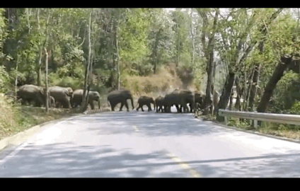 大象迁徙的原因（大象迁徙的原因是什么）
