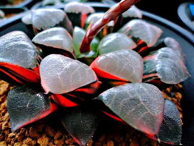 肉肉植物图片 肉肉植物图片（多肉植物图片及简介） 生活