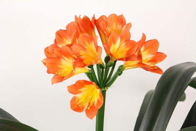 花卉名称