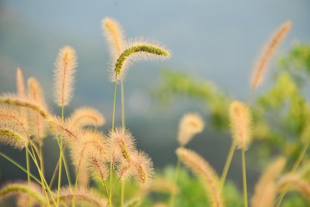 农村随处可见的狗尾草，别把它当野草对待了，有5大价值请珍惜3