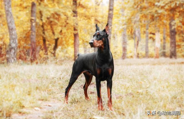 多伯曼犬 多伯曼犬（多伯曼犬和杜宾犬差异） 动物