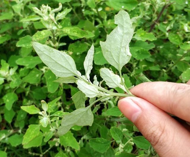 野菜集除了90后这些野菜估计没几个认识