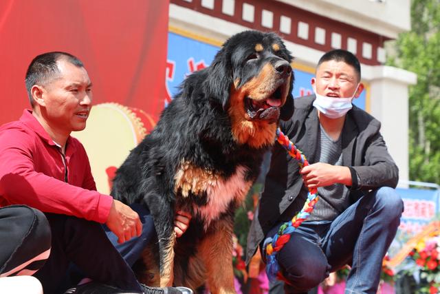 山东藏獒养殖基地图片