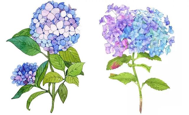 儿童画教程|马克笔观察写生画--教你画一朵超漂亮的绣球花_农业技术网