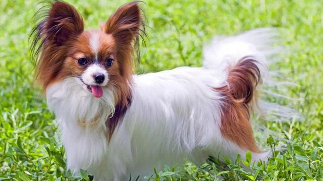蝴蝶犬图片