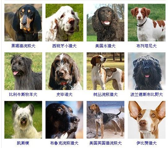宠物狗名字大全